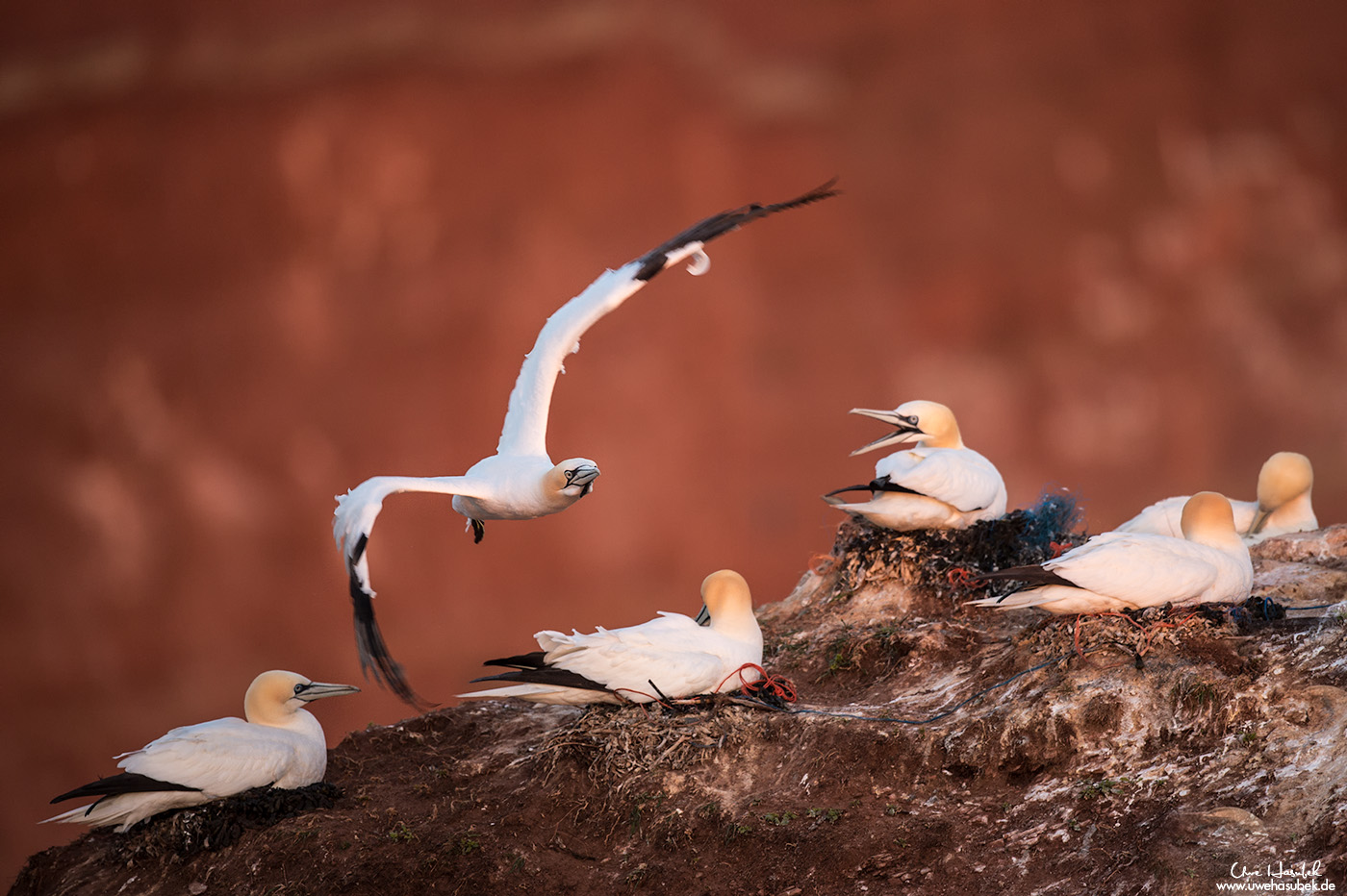 Basstölpel auf Helgoland