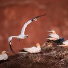 Basstölpel auf Helgoland