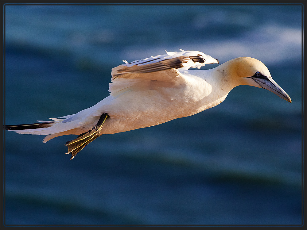 Basstölpel auf Helgoland