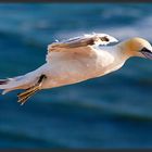 Basstölpel auf Helgoland