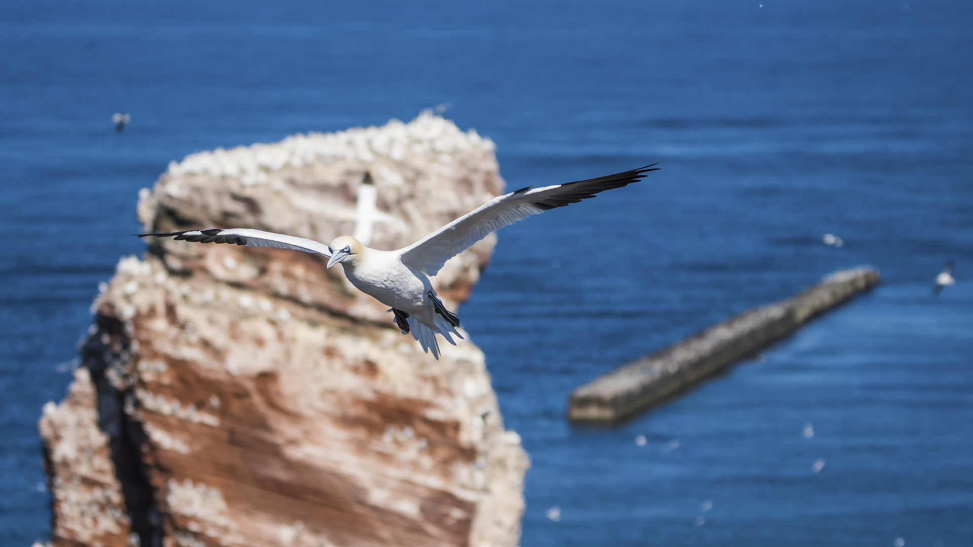 Basstölpel auf Helgoland