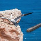 Basstölpel auf Helgoland