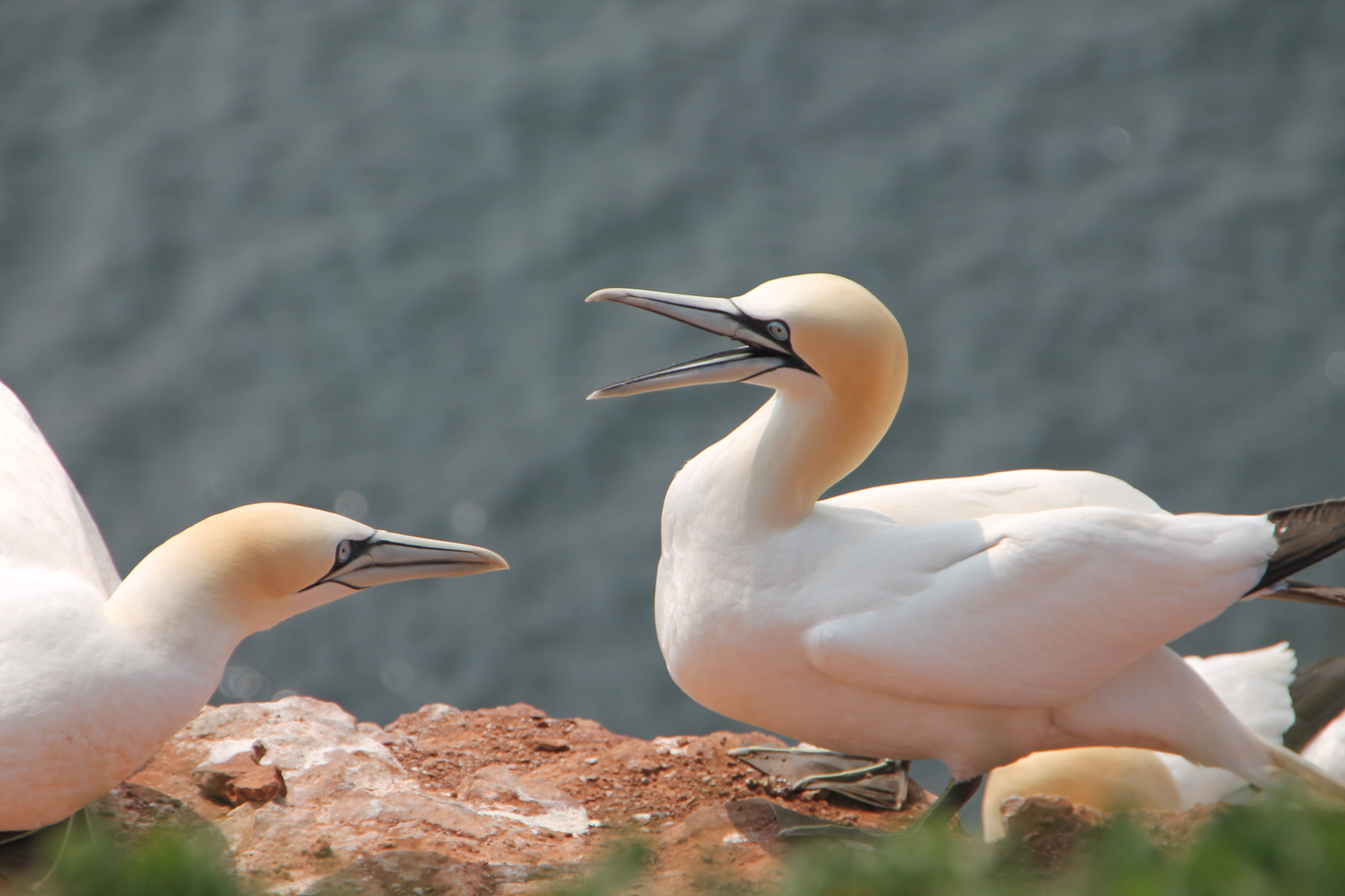 Basstölpel auf Helgoland