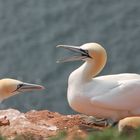 Basstölpel auf Helgoland