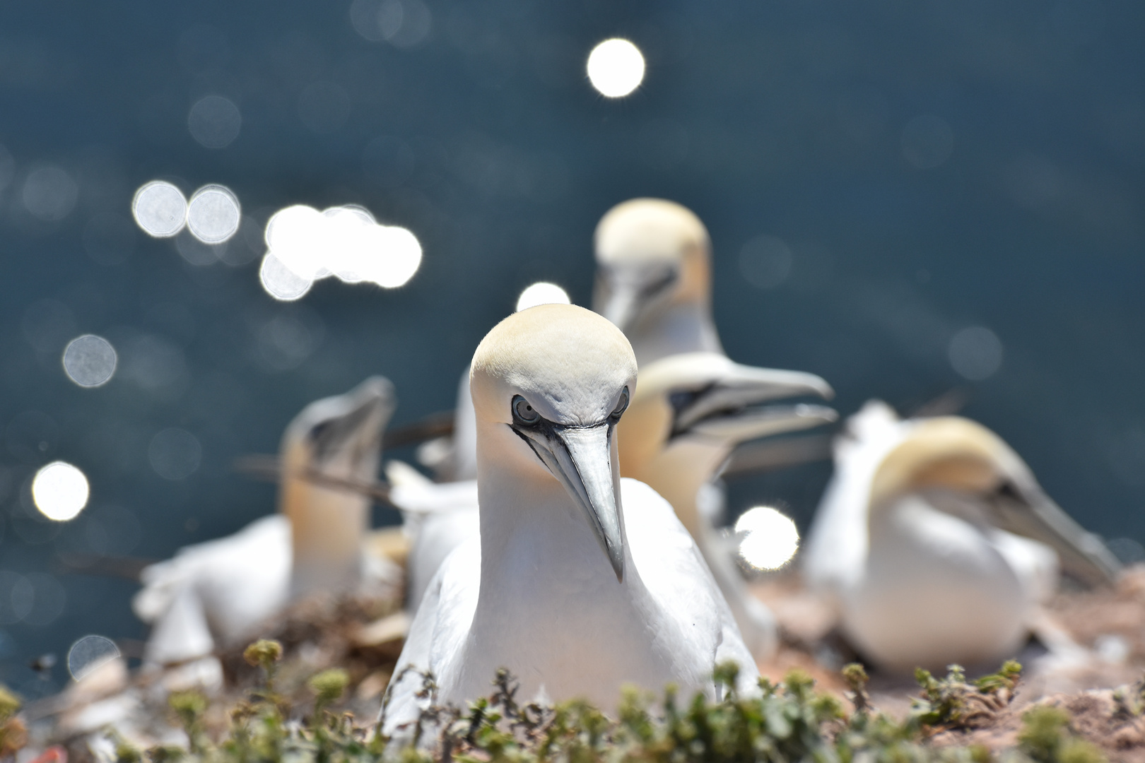 Basstölpel auf Helgoland