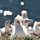 Basstölpel auf Helgoland