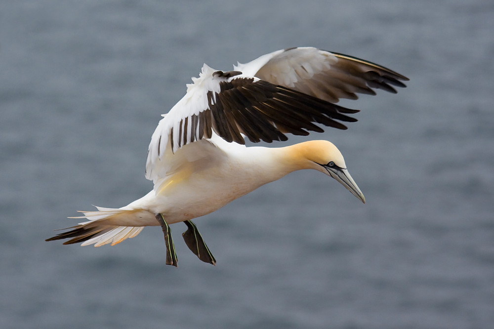 Basstölpel auf Helgoland