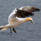 Basstölpel auf Helgoland