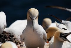 Basstölpel auf Helgoland