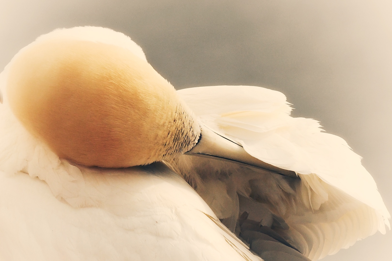 Basstölpel auf Helgoland 