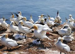 Baßtölpel auf Helgoland