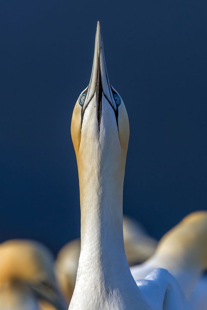 Basstölpel auf Helgoland