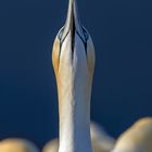 Basstölpel auf Helgoland