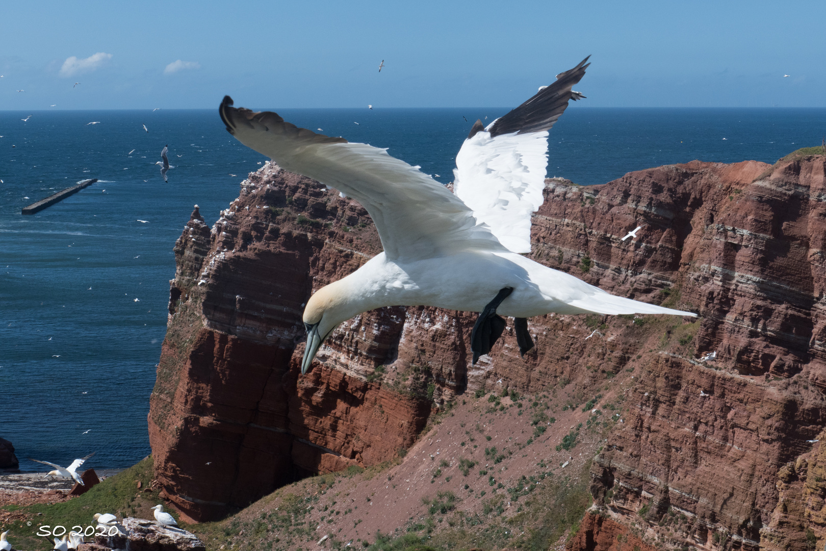 Basstölpel auf Helgoland