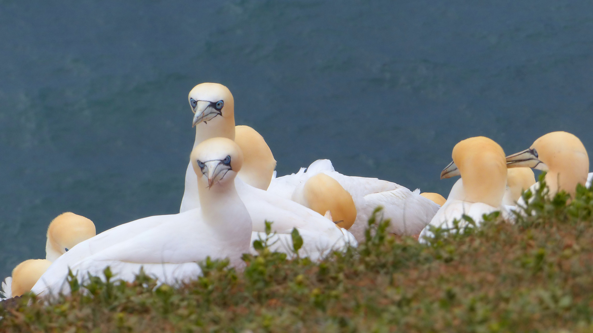 Basstölpel auf Helgoland