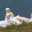 Basstölpel auf Helgoland