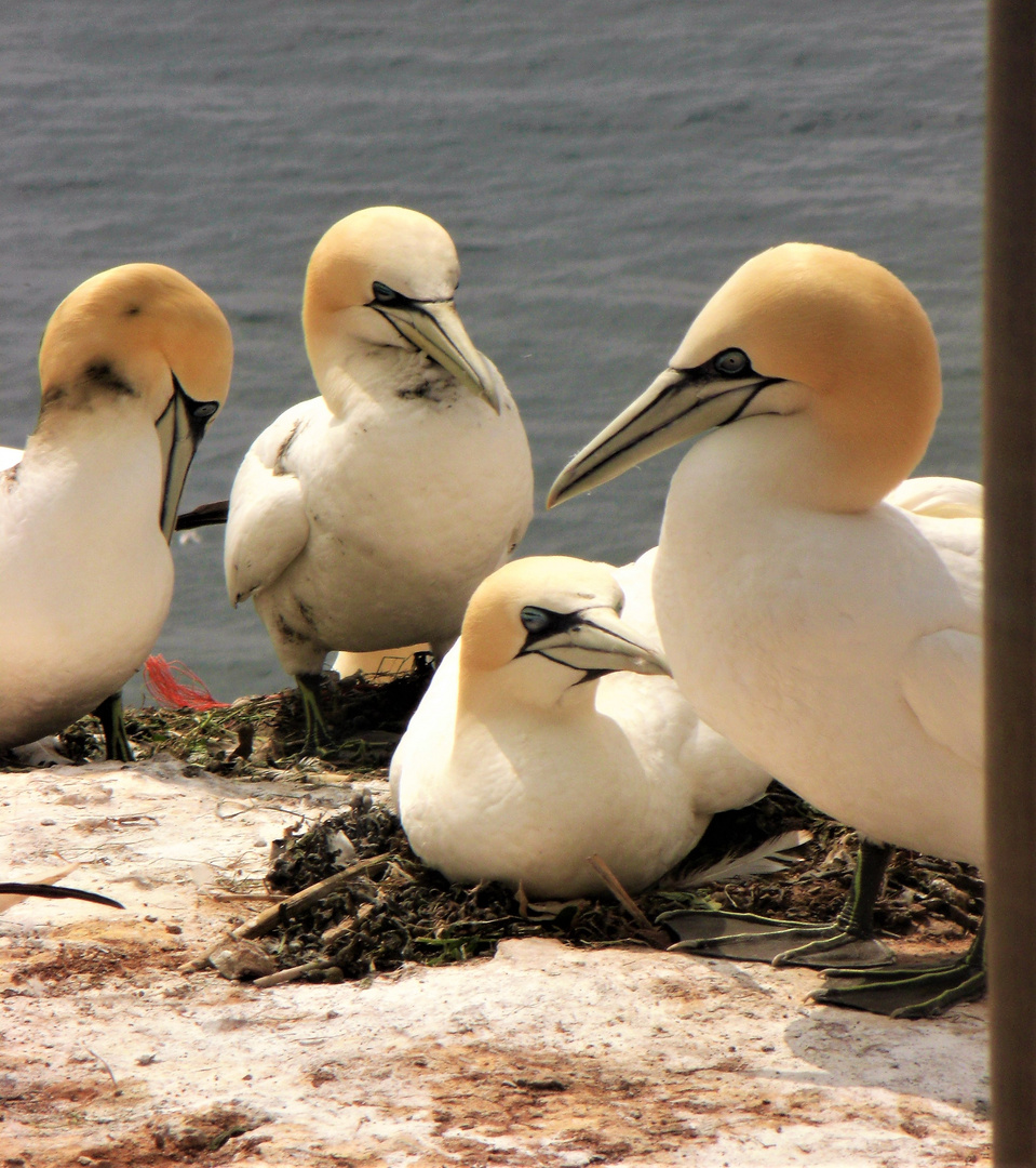  Basstölpel auf Helgoland