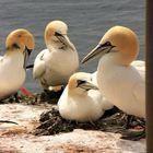  Basstölpel auf Helgoland