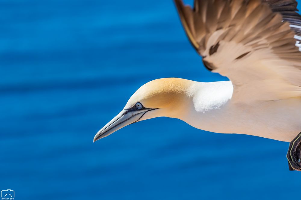 Basstölpel auf Helgoland