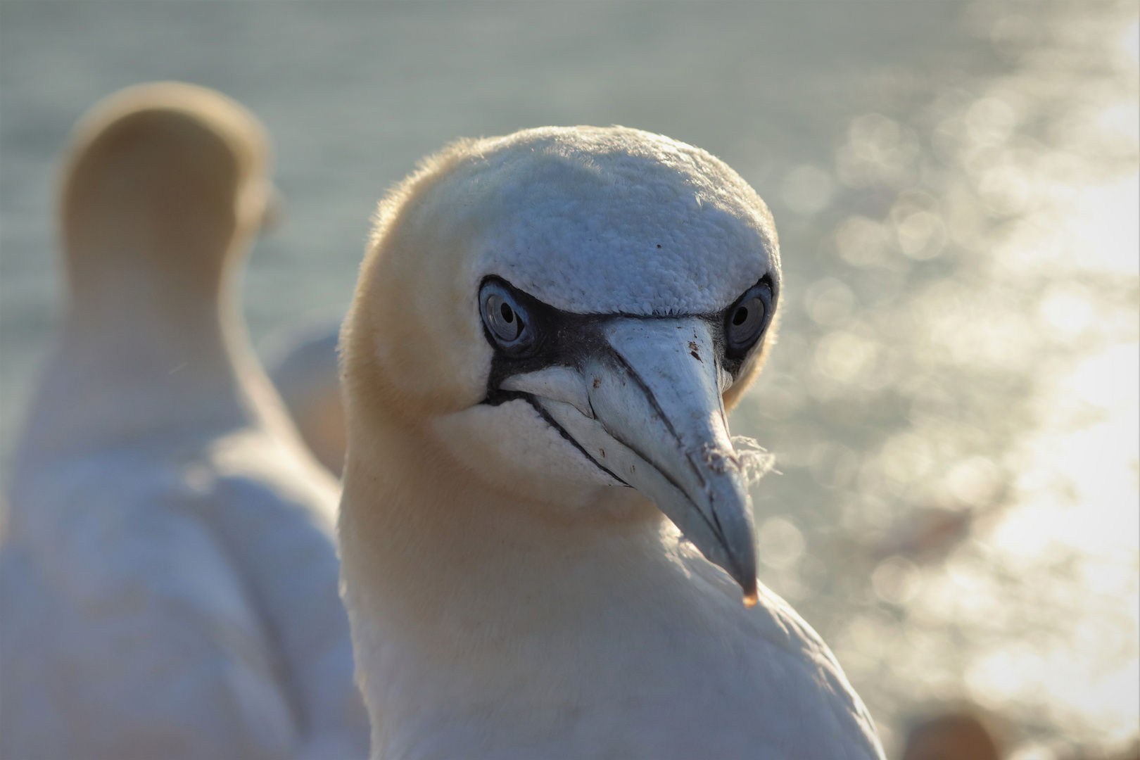 Basstölpel auf Helgoland