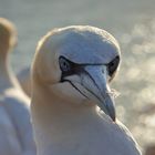 Basstölpel auf Helgoland