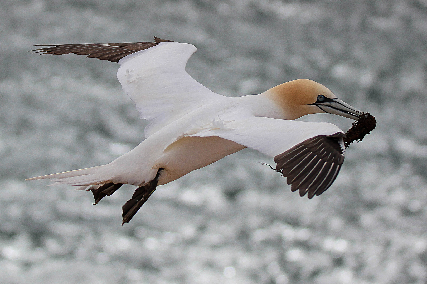 Basstölpel auf Helgoland