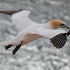 Basstölpel auf Helgoland