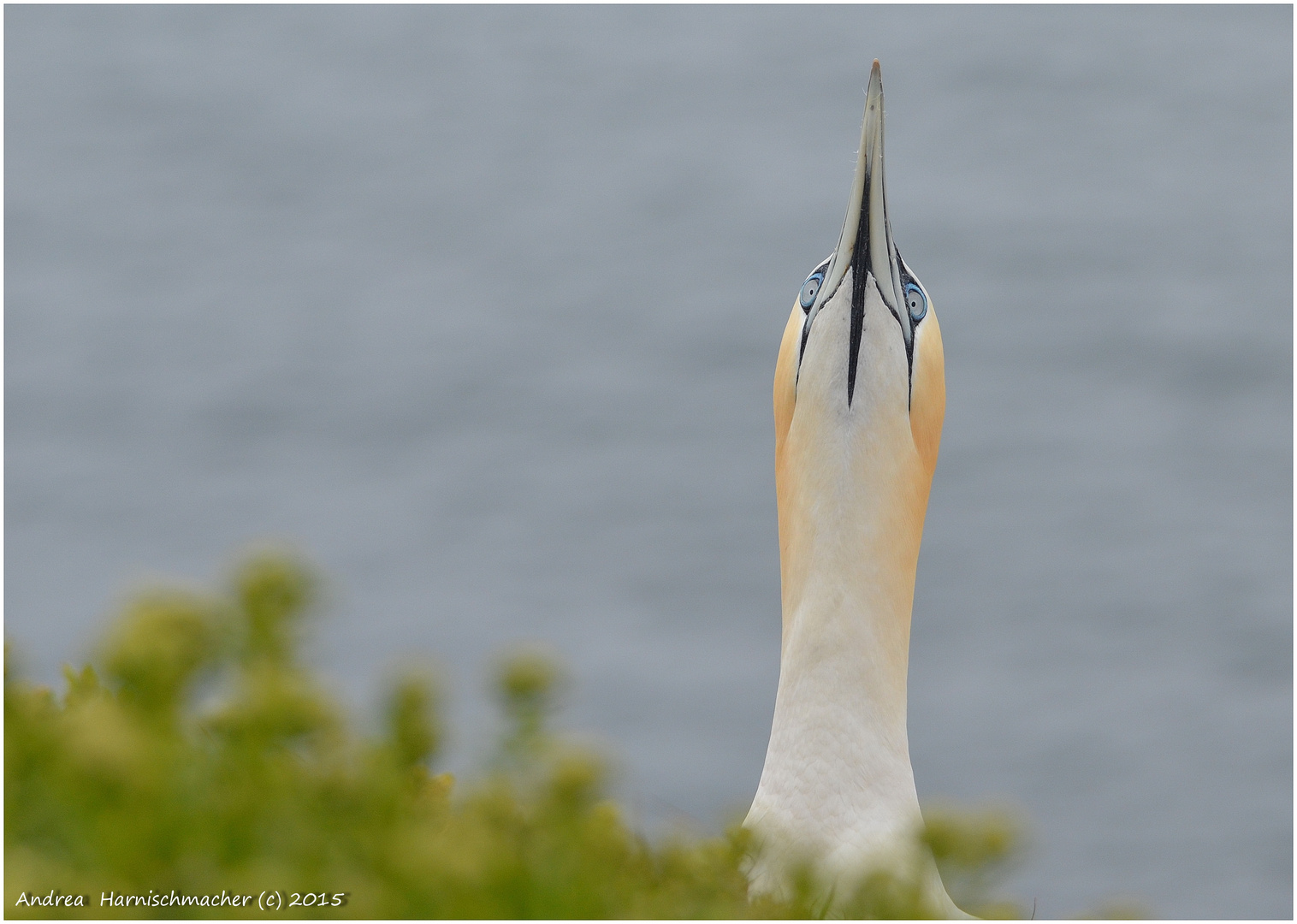 Basstölpel auf Helgoland