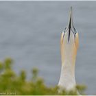 Basstölpel auf Helgoland