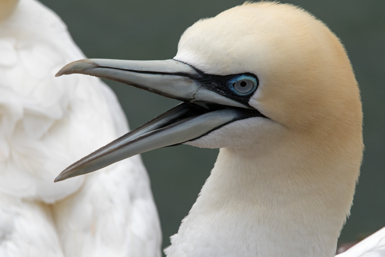 Basstölpel auf Helgoland