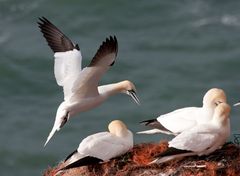 Basstölpel auf Helgoland