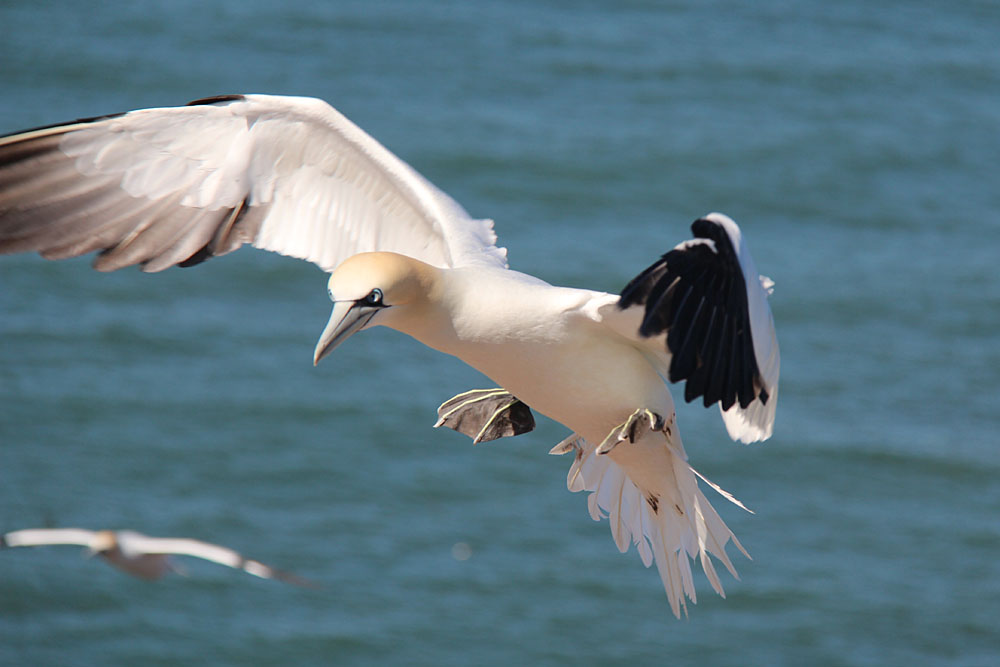 Basstölpel auf Helgoland