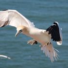 Basstölpel auf Helgoland