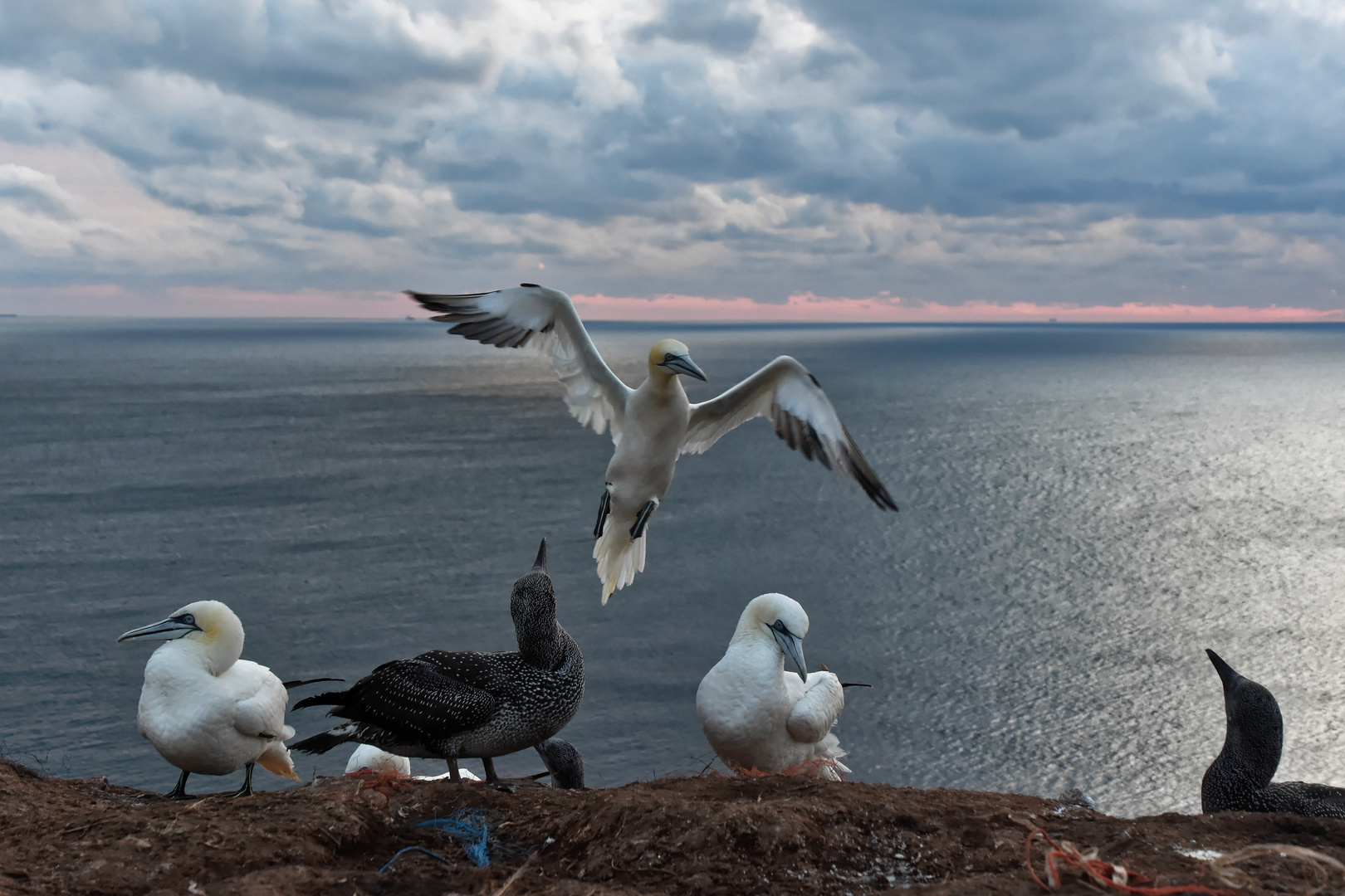 Basstölpel auf Helgoland am Abend