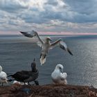 Basstölpel auf Helgoland am Abend