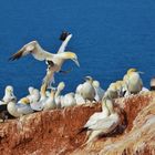 Basstölpel auf Helgoland