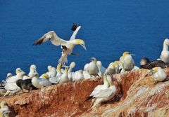 Basstölpel auf Helgoland