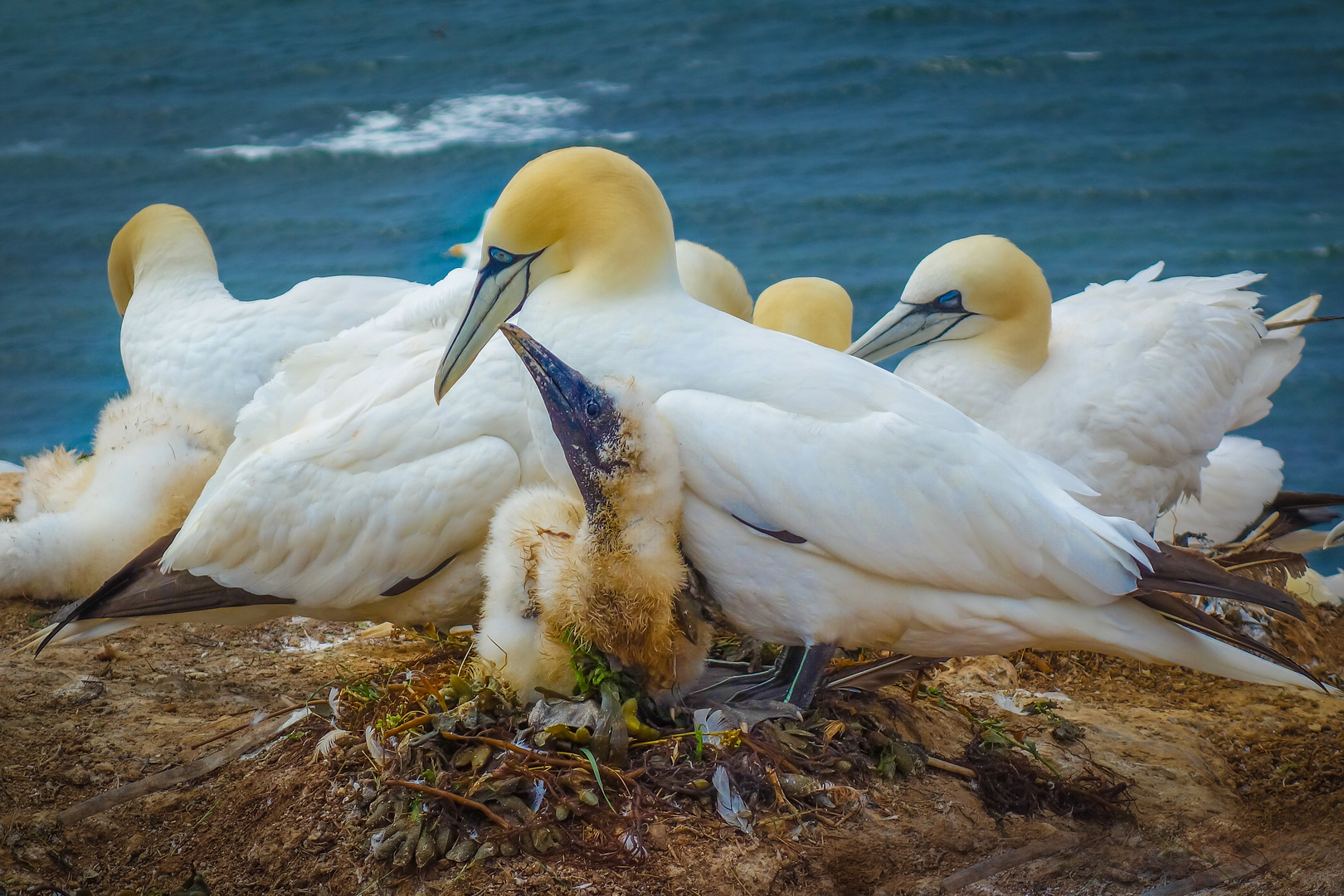 Basstölpel auf Helgoland