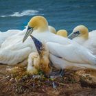 Basstölpel auf Helgoland