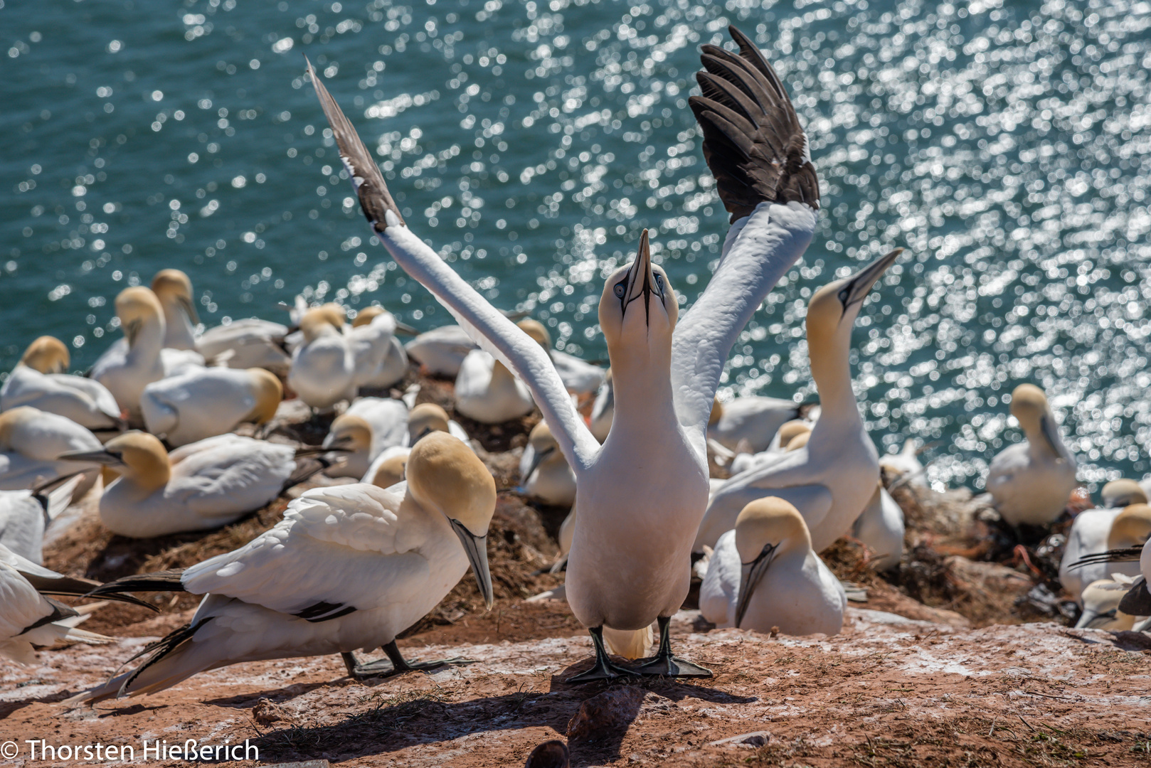 Basstölpel auf Helgoland