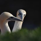 Basstölpel auf Helgoland