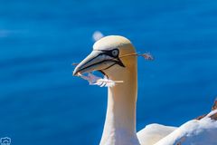 Basstölpel auf Helgoland