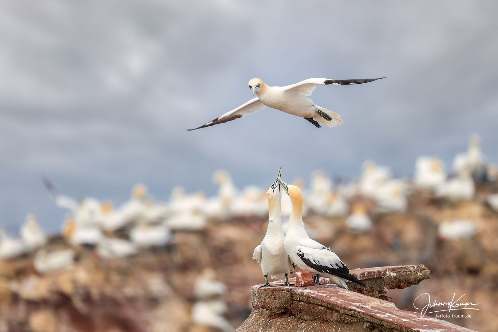 Basstölpel auf Helgoland