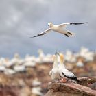 Basstölpel auf Helgoland