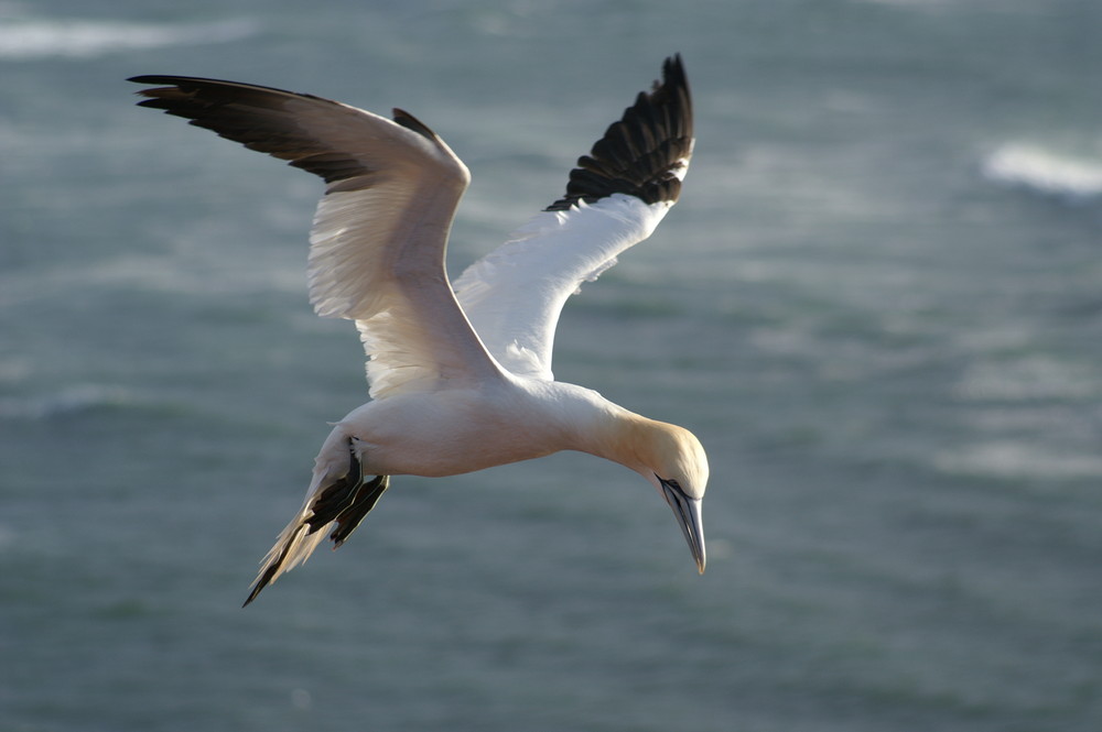 Basstölpel auf Helgoland