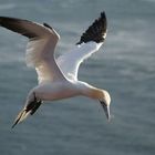 Basstölpel auf Helgoland