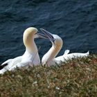 Basstölpel auf Helgoland