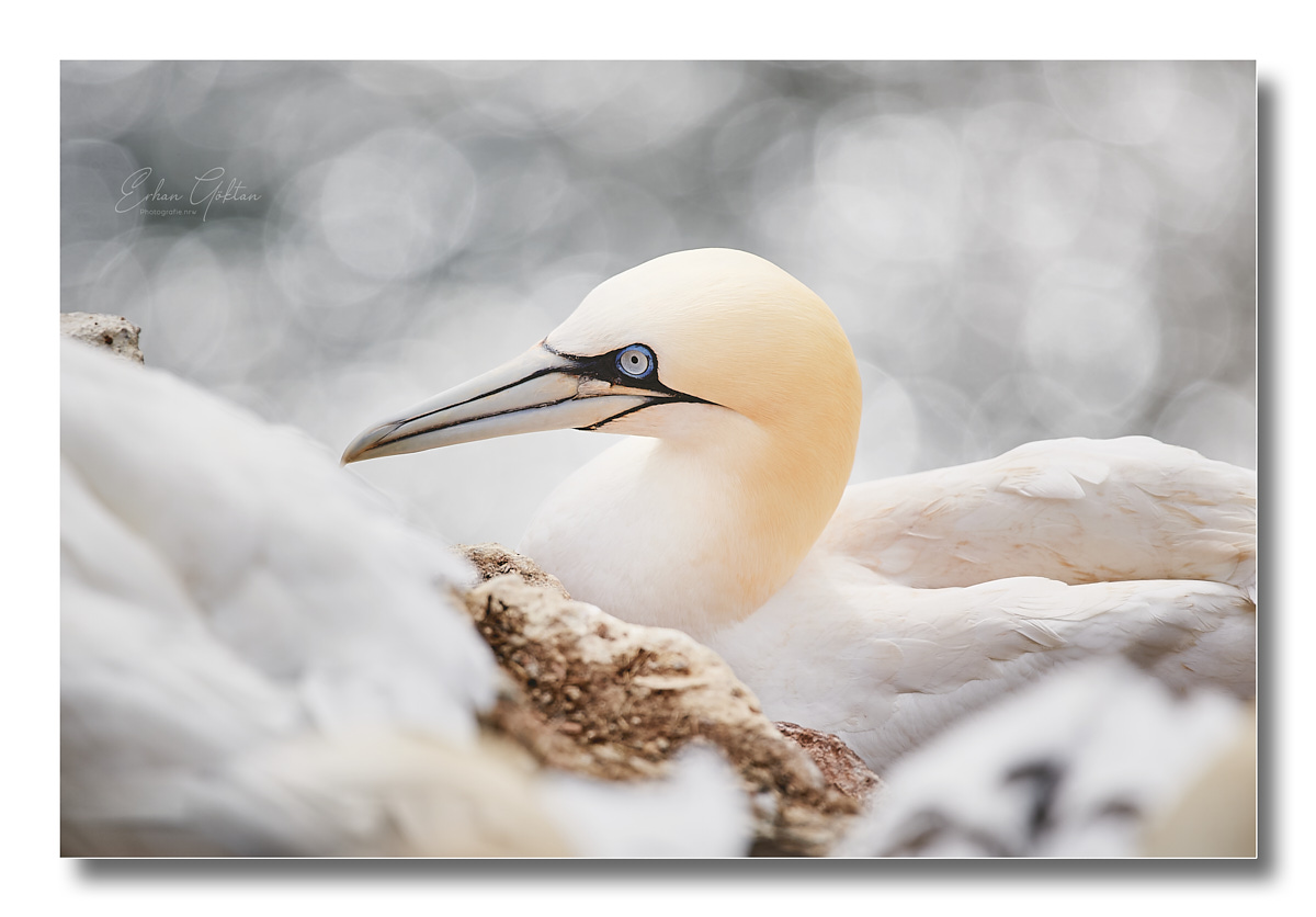 Basstölpel auf Helgoland