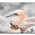 Basstölpel auf Helgoland