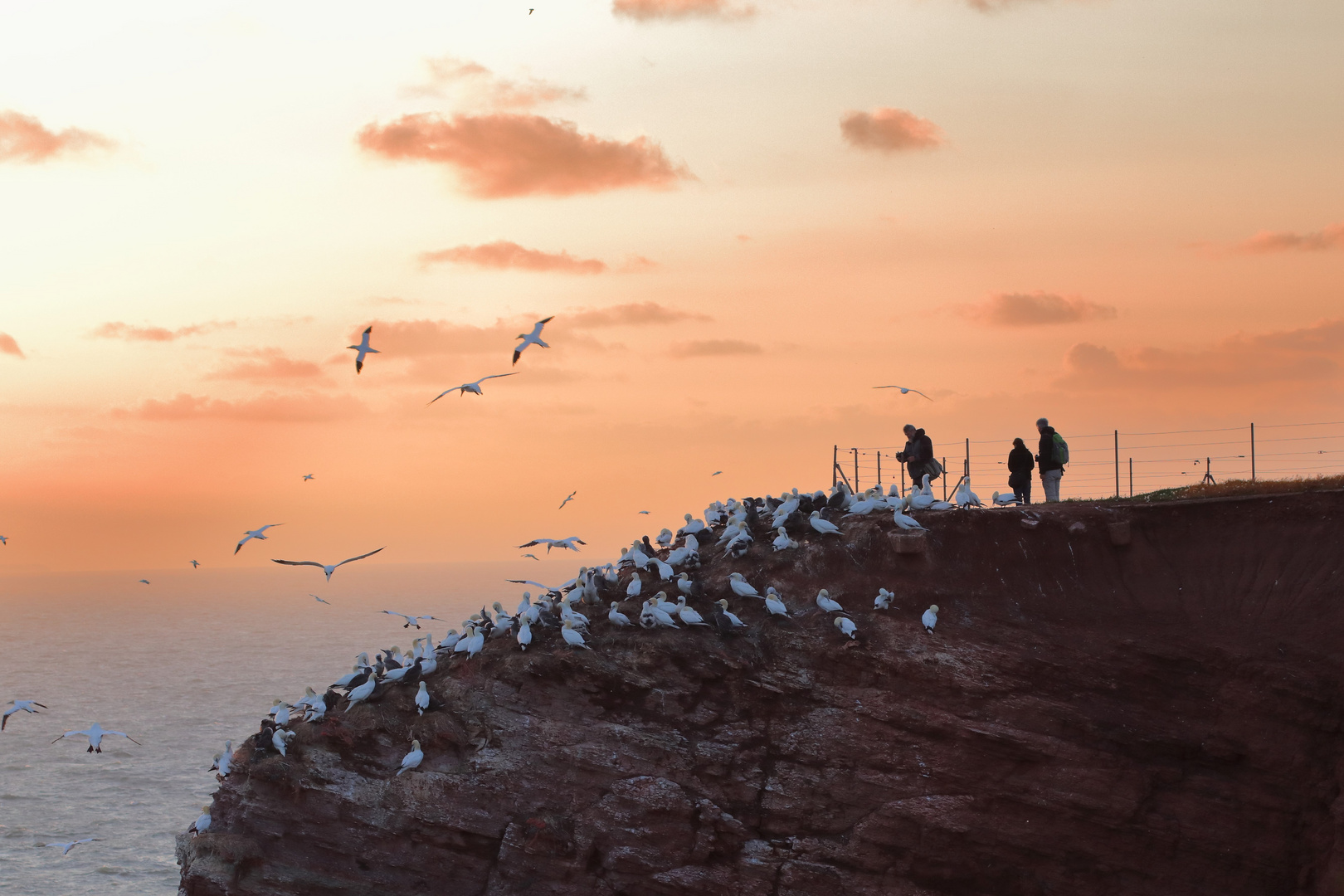 Basstölpel auf Helgoland bei Sonnenuntergang